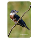 Recherche de martin pêcheur maison deco Photographie de la faune