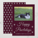 Recherche de chat gris vœux cartes Patte