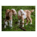 Recherche de chèvre de montagne posters Chèvres