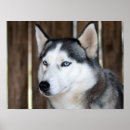 Recherche de chien de traîneau posters Animal