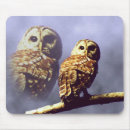 Recherche de hibou barré Oiseaux