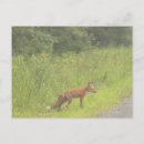 Recherche de fox cartes postales Nature