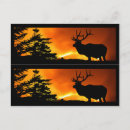 Recherche de faune américaine cartes postales Animal américain