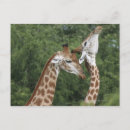Recherche de attaché cartes postales Amour