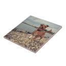Recherche de carré carreaux Photographie