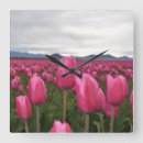 Recherche de fleurs de tulipes horloges Rose