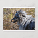 Recherche de merles cartes postales Bleu