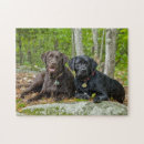 Recherche de laboratoire puzzles Canine