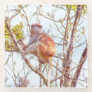 Recherche de singe dessous de verres Feuille