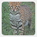 Recherche de disparition Camouflage