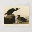 Recherche de canard noir cartes postales Oiseau