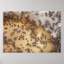 Recherche de nid posters Abeilles