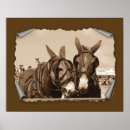 Recherche de mule posters Rural