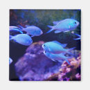 Recherche de poissons tropicaux magnets Mer