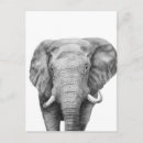 Recherche de éléphants cartes postales Photo d'éléphant