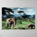 Recherche de troupeaux posters Animaux