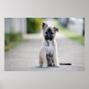 Recherche de chiot berger allemand posters Mignonette