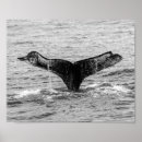 Recherche de baleine photographie Océan