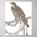 Recherche de faucon art Nature