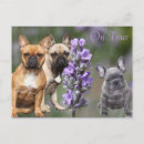 Recherche de de bouledogue français cartes postales Animaux