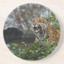 Recherche de panthère dessous de verres Gros chat