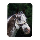 Recherche de tête de cheval magnets Appaloosa