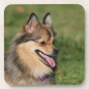 Recherche de spitz dessous de verres Pomeranian