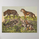 Recherche de hyène posters Loup