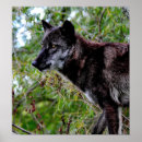Recherche de wolf posters Wildlife