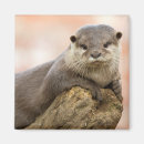 Recherche de loutre mignonne magnets Nature