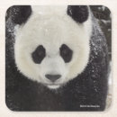 Recherche de panda géant dessous de verres Photos de faune