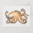 Recherche de illustration de poulpe cartes postales Aquarelle