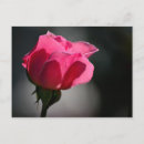 Recherche de rosas cartes postales Fleur