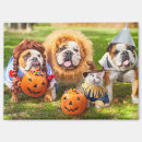 Recherche de compagnie magnets Chat