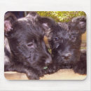 Recherche de scot tapis souris Chiot