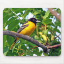Recherche de baltimore photographie Loriot de baltimore