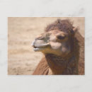 Recherche de dromadaire cartes postales Faune