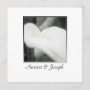 Recherche de zantedeschia cartes postales Blanc