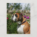 Recherche de chien boxeur cartes postales Plomb et pam langrish