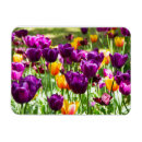 Recherche de jaune et pourpre magnets Fleurs