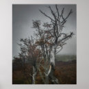 Recherche de le feu de forêt posters Arbre