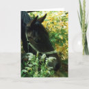 Recherche de cheval toutes vœux cartes Photographie