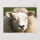 Recherche de agriculture cartes postales Mouton
