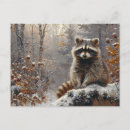 Recherche de ratons laveurs cartes postales Pour tous