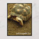 Recherche de tortue lente cartes postales Reptile