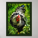 Recherche de coq rouge posters Poulets