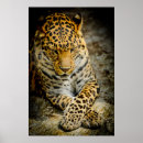 Recherche de african animals posters Wild animal