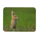 Recherche de comportement magnets Animal