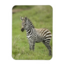 Recherche de faune et flore magnets Animal