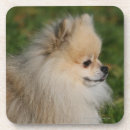 Recherche de spitz dessous de verres Chien